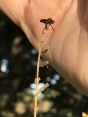 Hadrokolos texanus