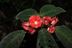 Corytoplectus speciosus