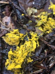 Fuligo septica