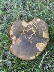 Cyanoboletus pulverulentus