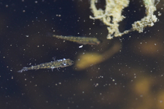 Gasterosteus aculeatus