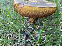 Cyanoboletus pulverulentus
