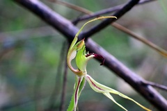 Caladenia parva
