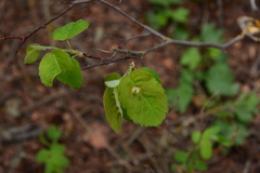 Blaesodiplosis