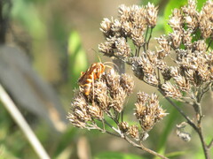 Polistes bellicosus