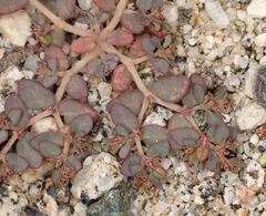 Euphorbia micromera