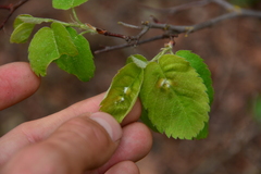 Blaesodiplosis