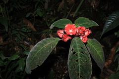 Corytoplectus speciosus