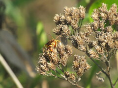 Polistes bellicosus