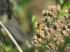 Polistes bellicosus