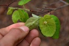 Blaesodiplosis