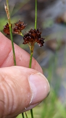 Juncus ensifolius