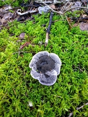 Phellodon niger