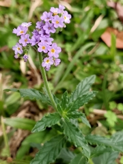 Heliotropium amplexicaule