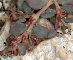 Euphorbia micromera