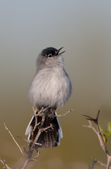 Black-Tailed Gnatcatcher photo 6
