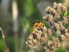 Polistes bellicosus