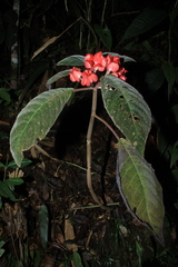 Corytoplectus speciosus