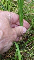 Juncus ensifolius