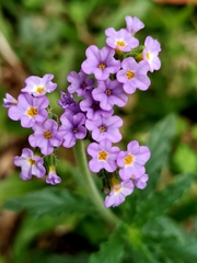 Heliotropium amplexicaule