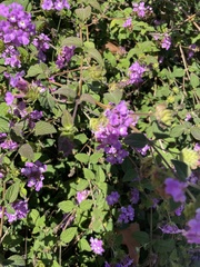 Lantana montevidensis