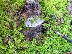 Phellodon niger