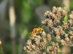 Polistes bellicosus
