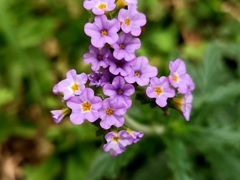 Heliotropium amplexicaule