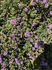 Lantana montevidensis