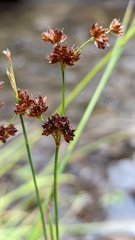 Juncus ensifolius