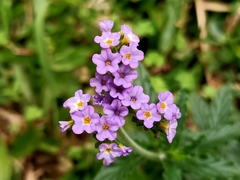 Heliotropium amplexicaule