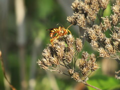Polistes bellicosus