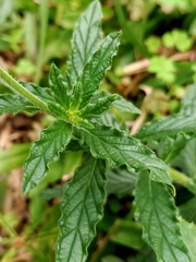 Heliotropium amplexicaule