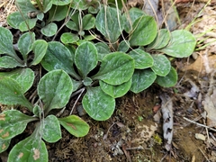 Antennaria plantaginifolia