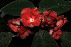 Corytoplectus speciosus