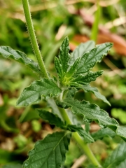 Heliotropium amplexicaule