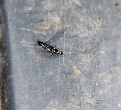 Staphylinini