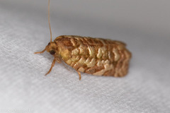 Choristoneura houstonana