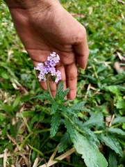Heliotropium amplexicaule
