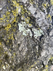 Flavoparmelia caperata