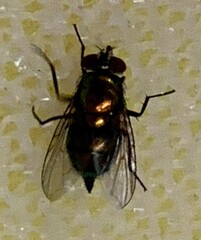 Lucilia coeruleiviridis
