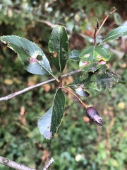 Crataegus crus-galli