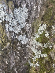 Flavoparmelia caperata