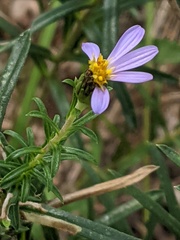 Ionactis linariifolia