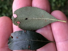Crataegus crus-galli