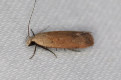 Anacampsis fullonella