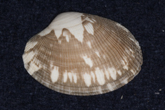 Veneridae