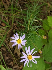 Ionactis linariifolia