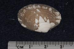 Veneridae