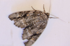 Catocala maestosa